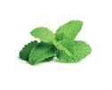 Click and Grow Smart Garden 3 pak refill  - pebermynte