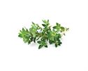 Click and Grow Smart Garden 3 pak refill  - timian